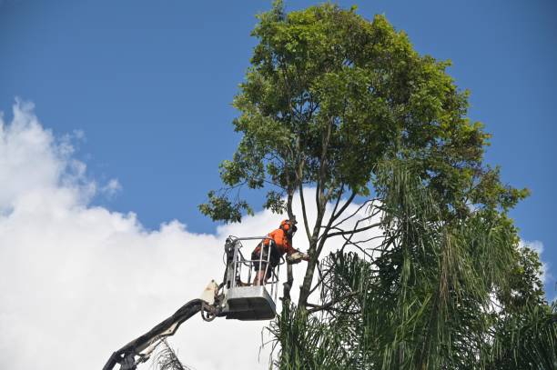 Best Lot and Land Clearing  in Dallas, TX